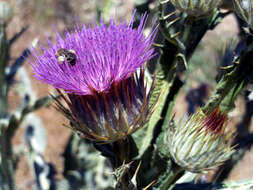 Image of Moor's Cotton Thistle