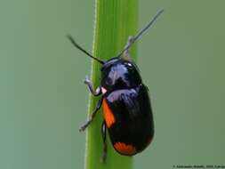 Cryptocephalus moraei resmi