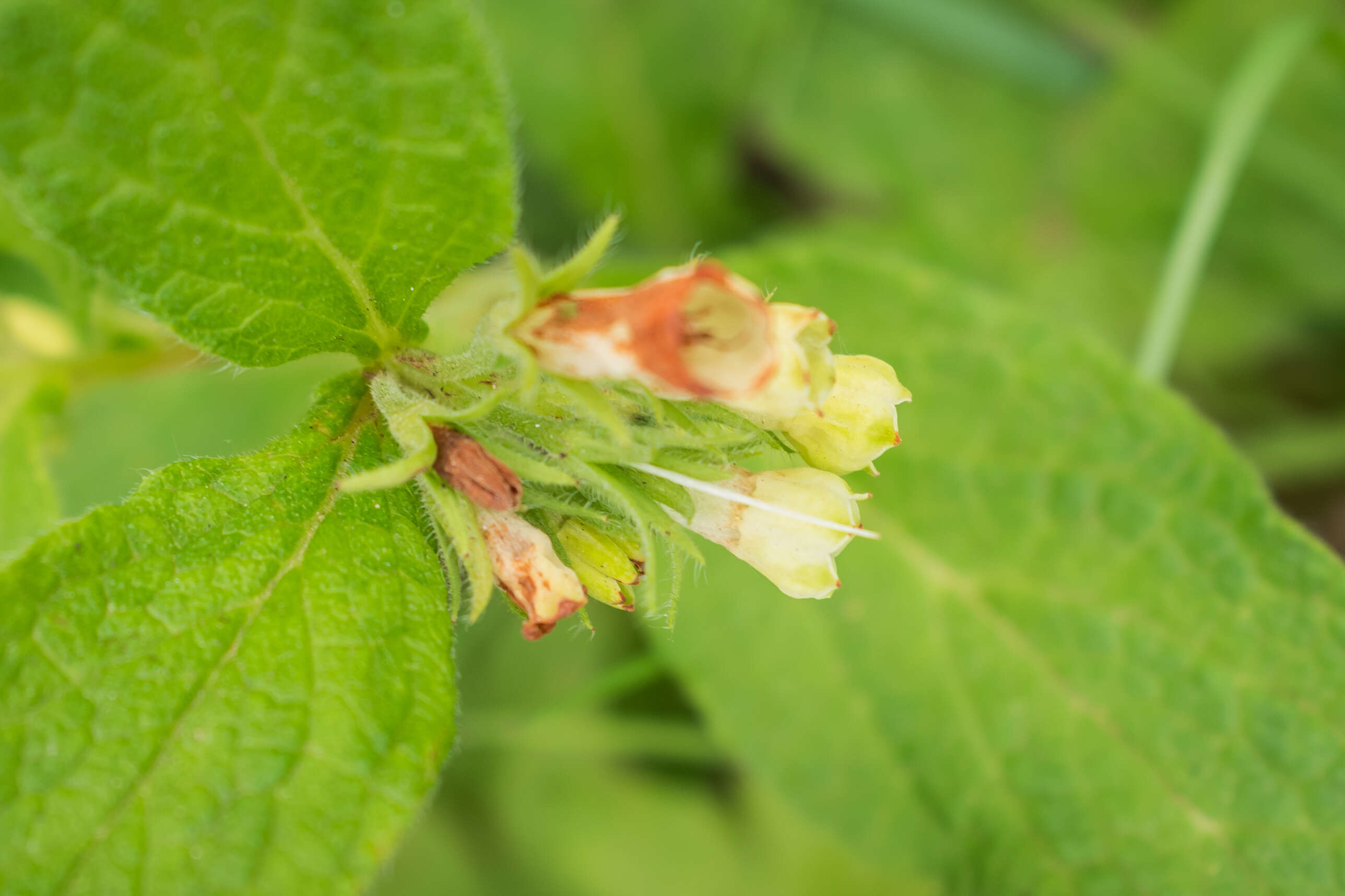 Слика од Symphytum tuberosum L.