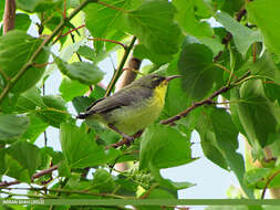 Image of Purple Sunbird