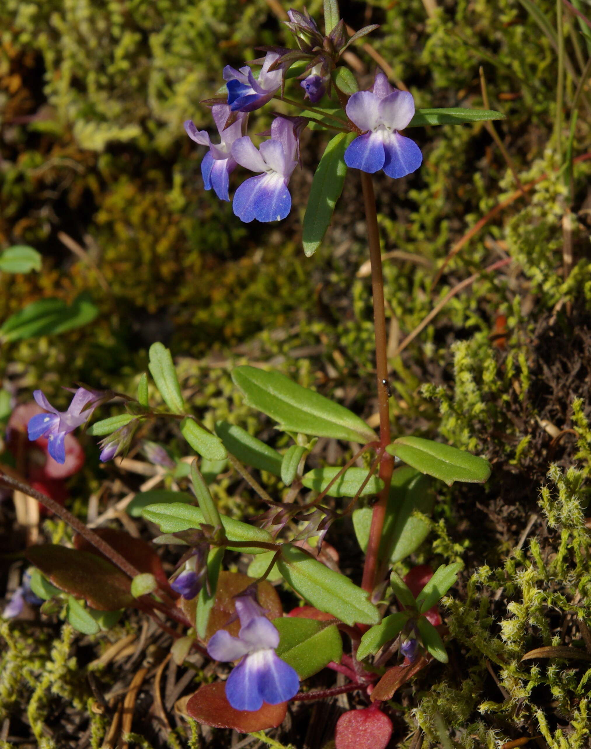 Sivun Collinsia grandiflora Dougl. ex Lindl. kuva