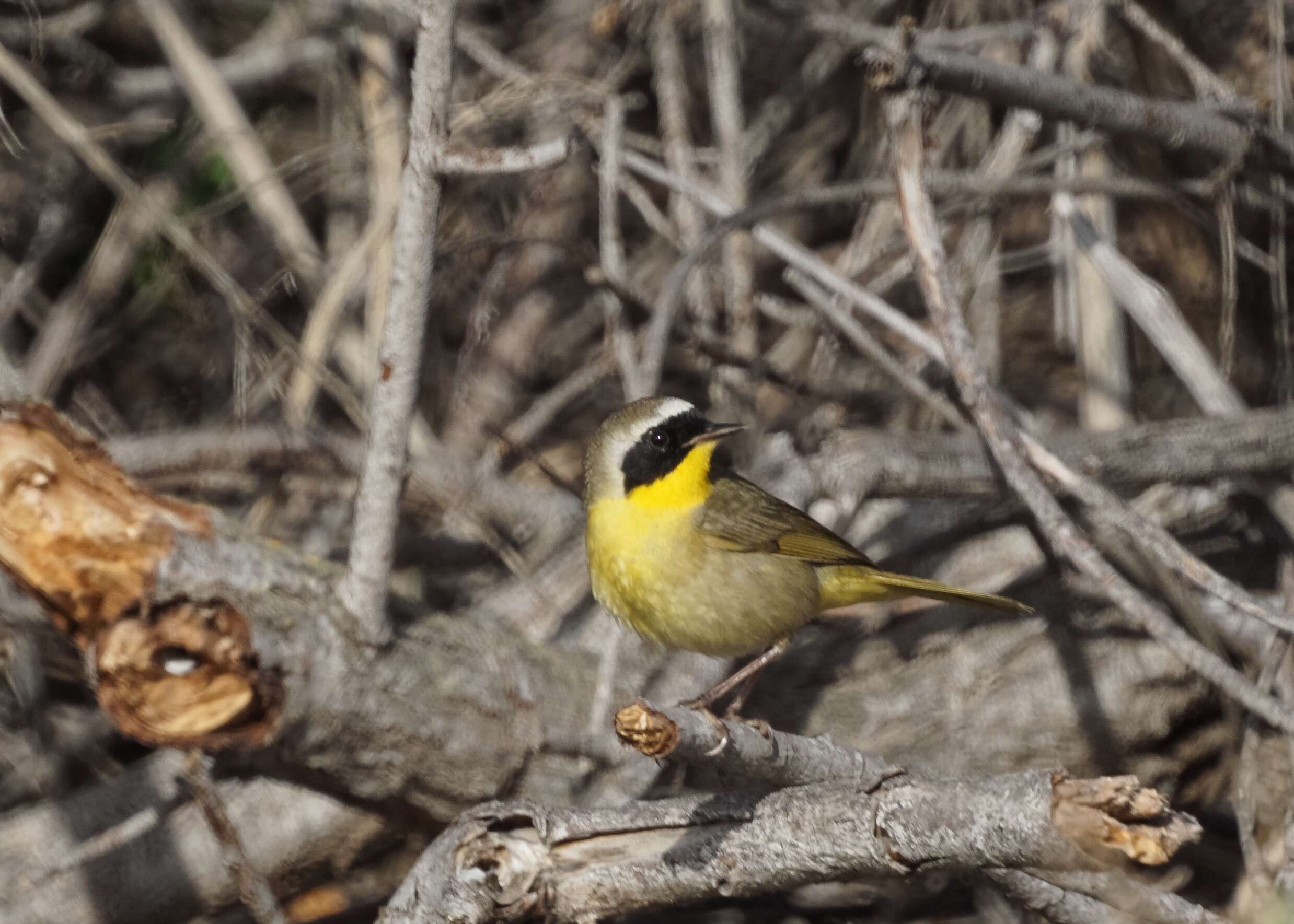 Geothlypis trichas (Linnaeus 1766) resmi