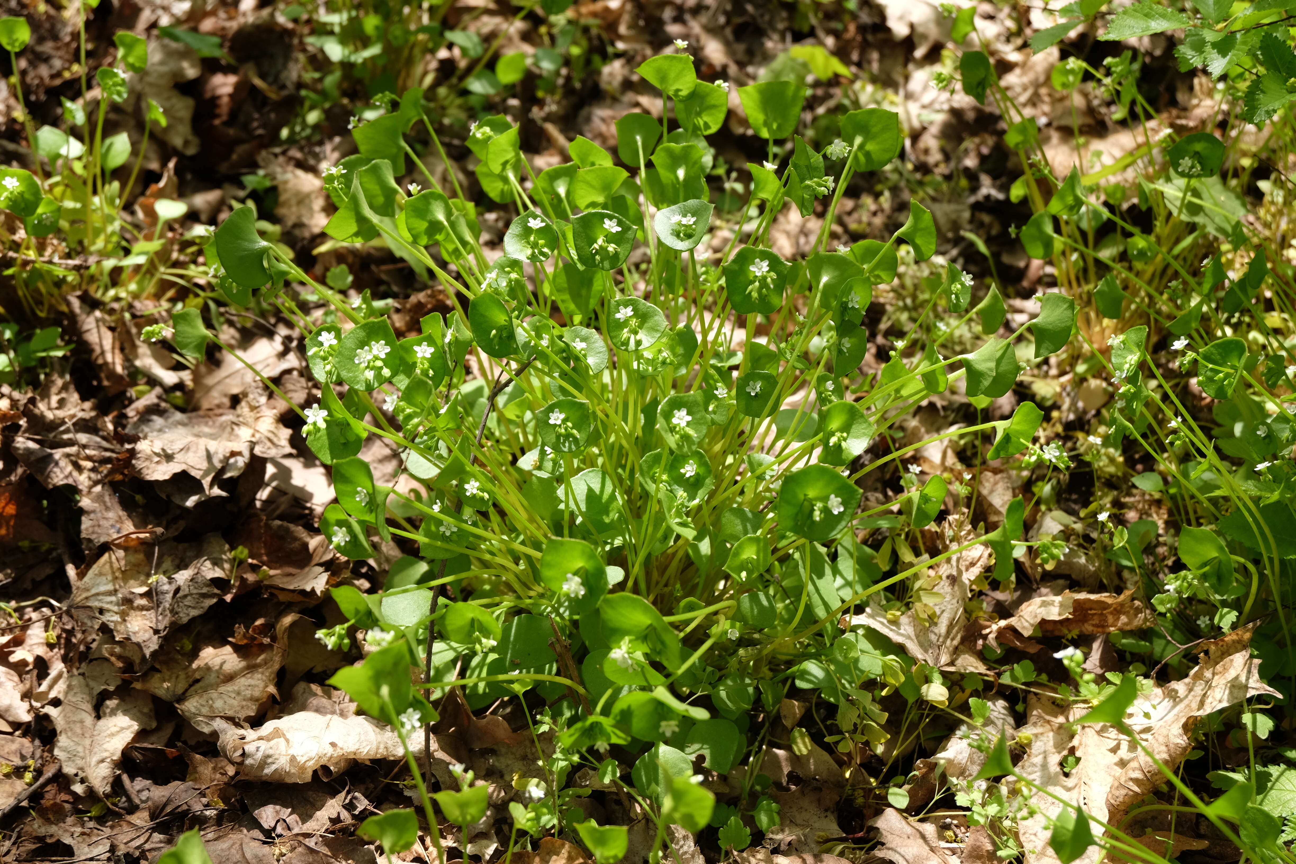 Image of Indian lettuce