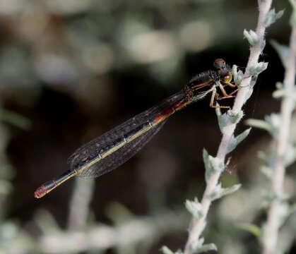 Image of small red damselfly