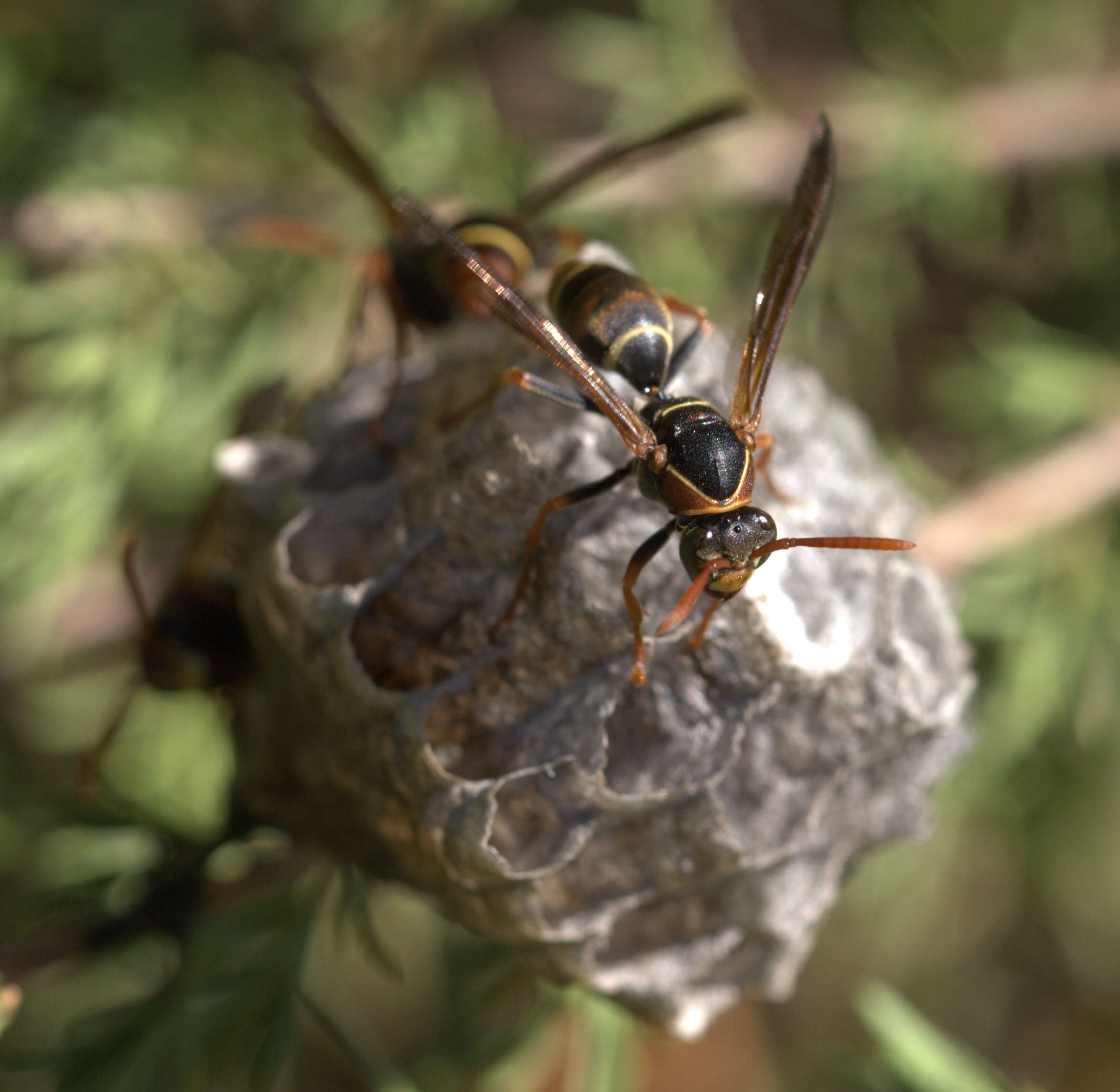 Image of Polistes humilis (Fabricius 1781)