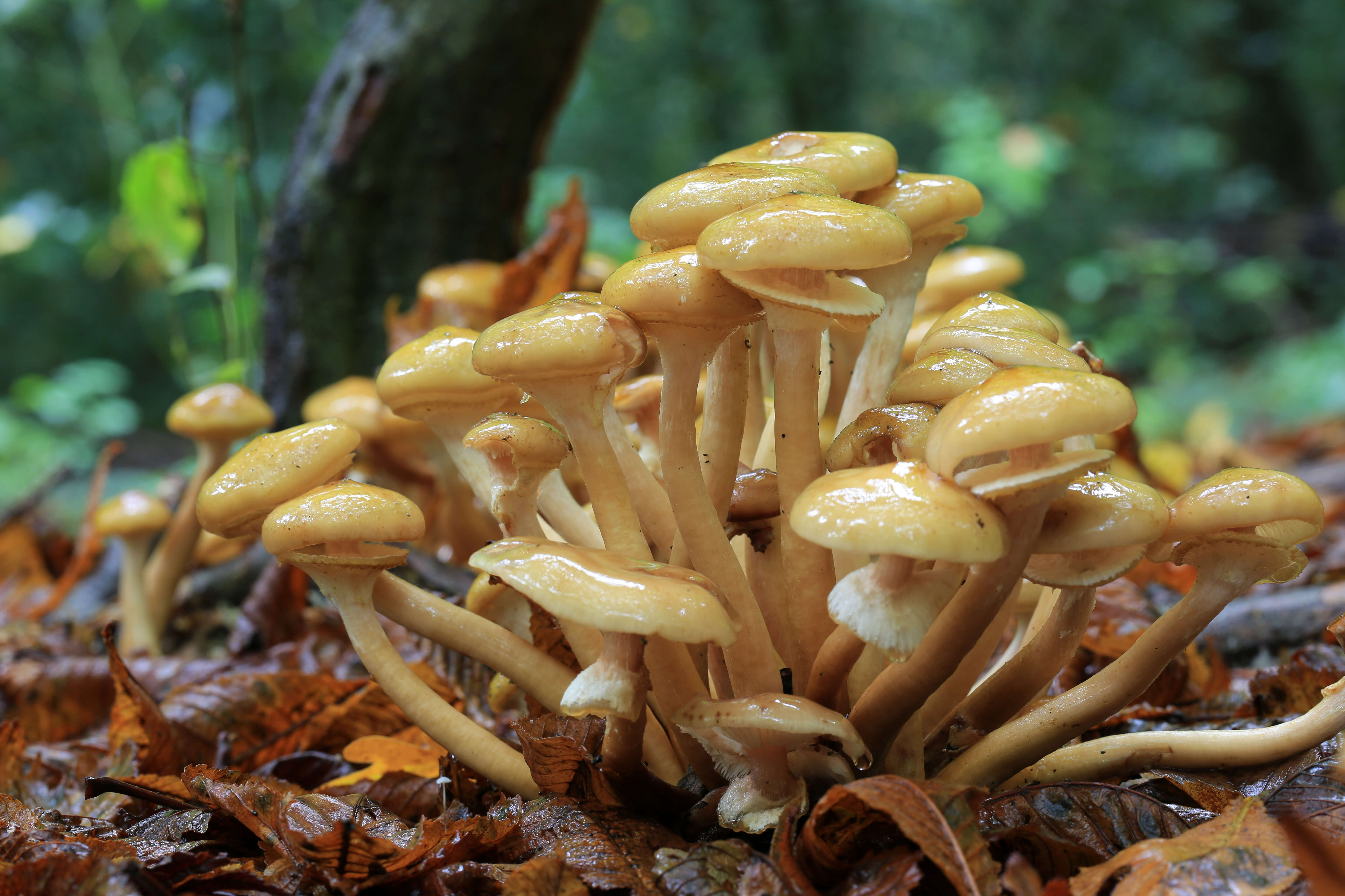 Image of Honey Fungus