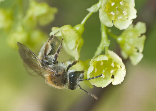 Image of Andrena helvola (Linnaeus 1758)