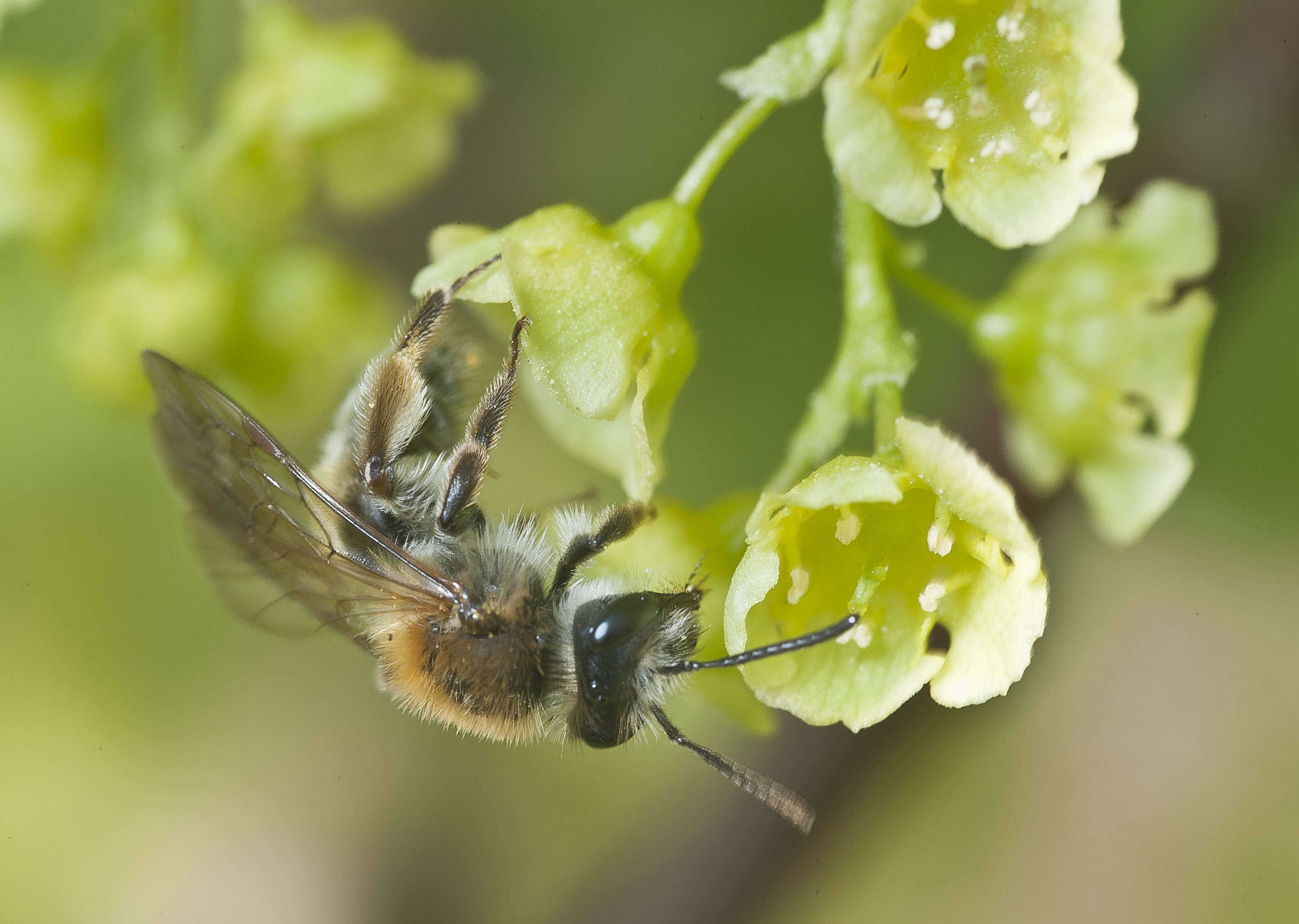 Image of Andrena helvola (Linnaeus 1758)