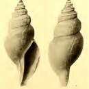 Sivun Isodaphne perfragilis (Schepman 1913) kuva