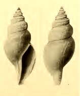Image of Isodaphne perfragilis (Schepman 1913)