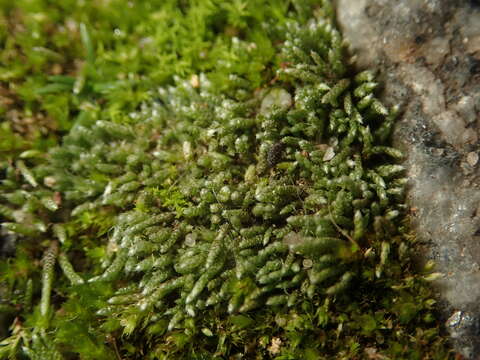 Image of silvergreen bryum moss