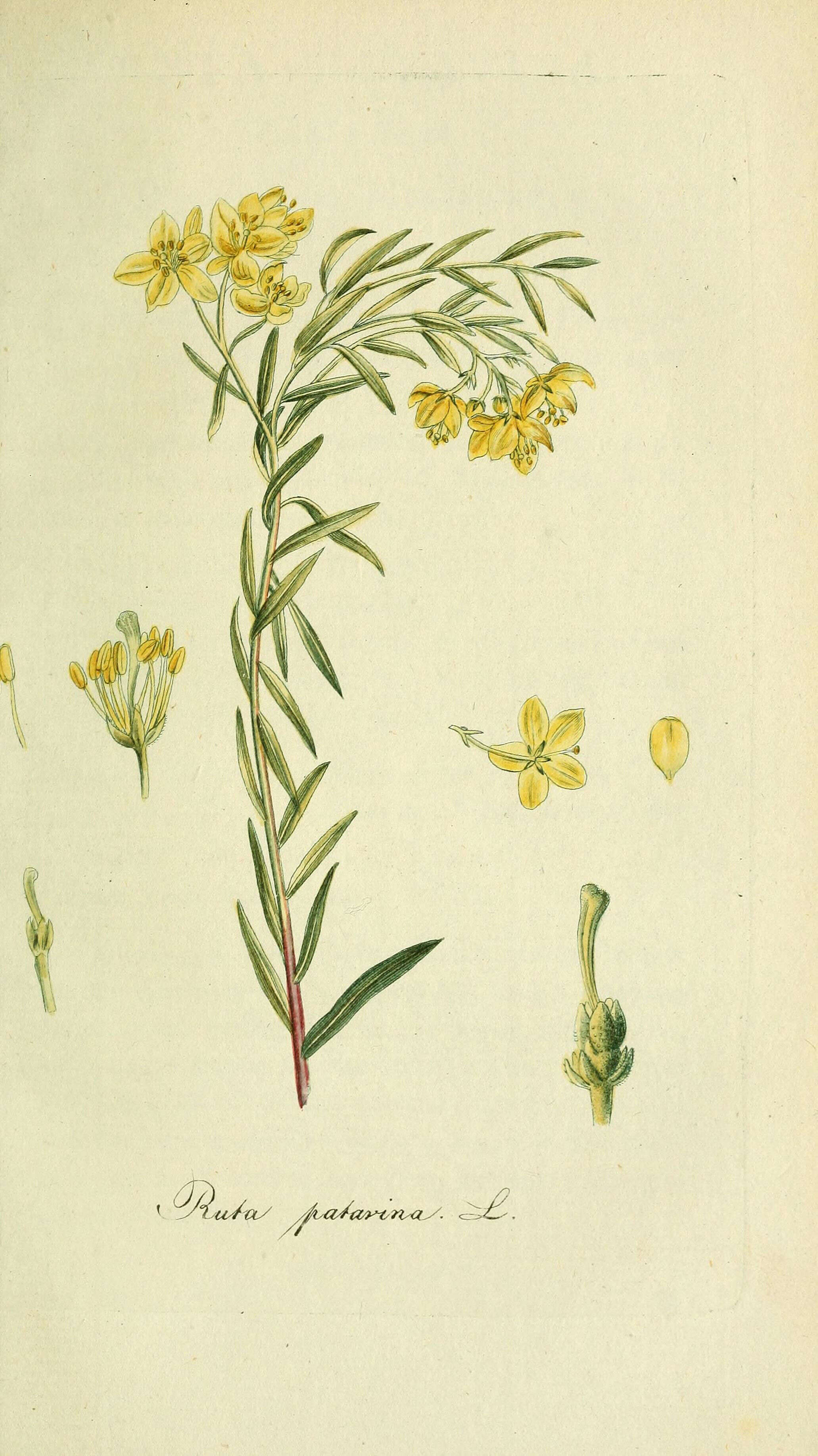 Image of Haplophyllum patavinum (L.) G. Don fil.