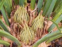 Image of Macrozamia riedlei (Gaudich.) C. A. Gardner