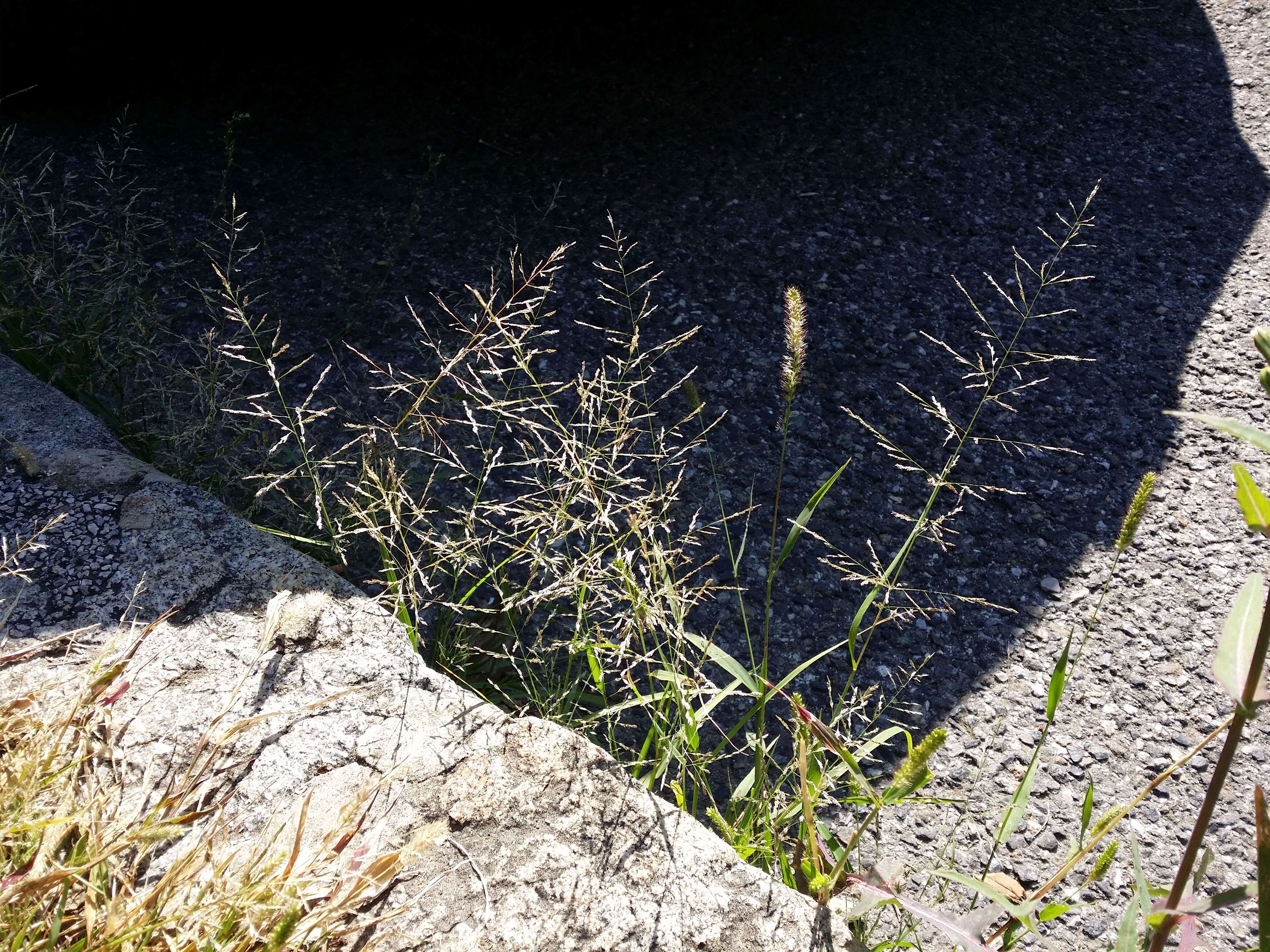 Image of Indian lovegrass