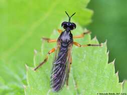 Image of Dioctria cothurnata Meigen 1820