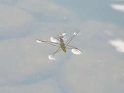Image of water striders