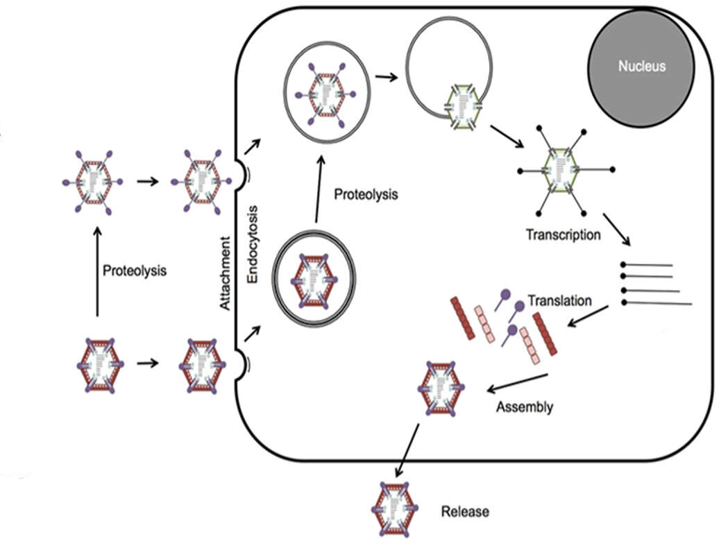 Image of Reovirales