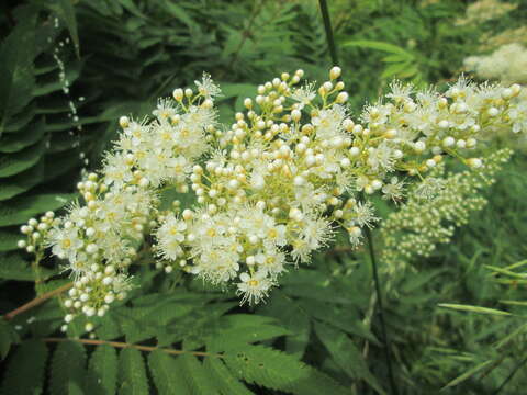 Image of false spiraea