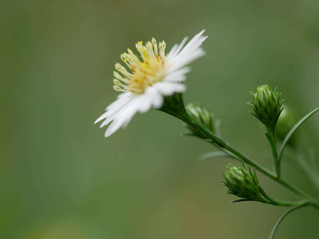 Image of hairy white oldfield aster