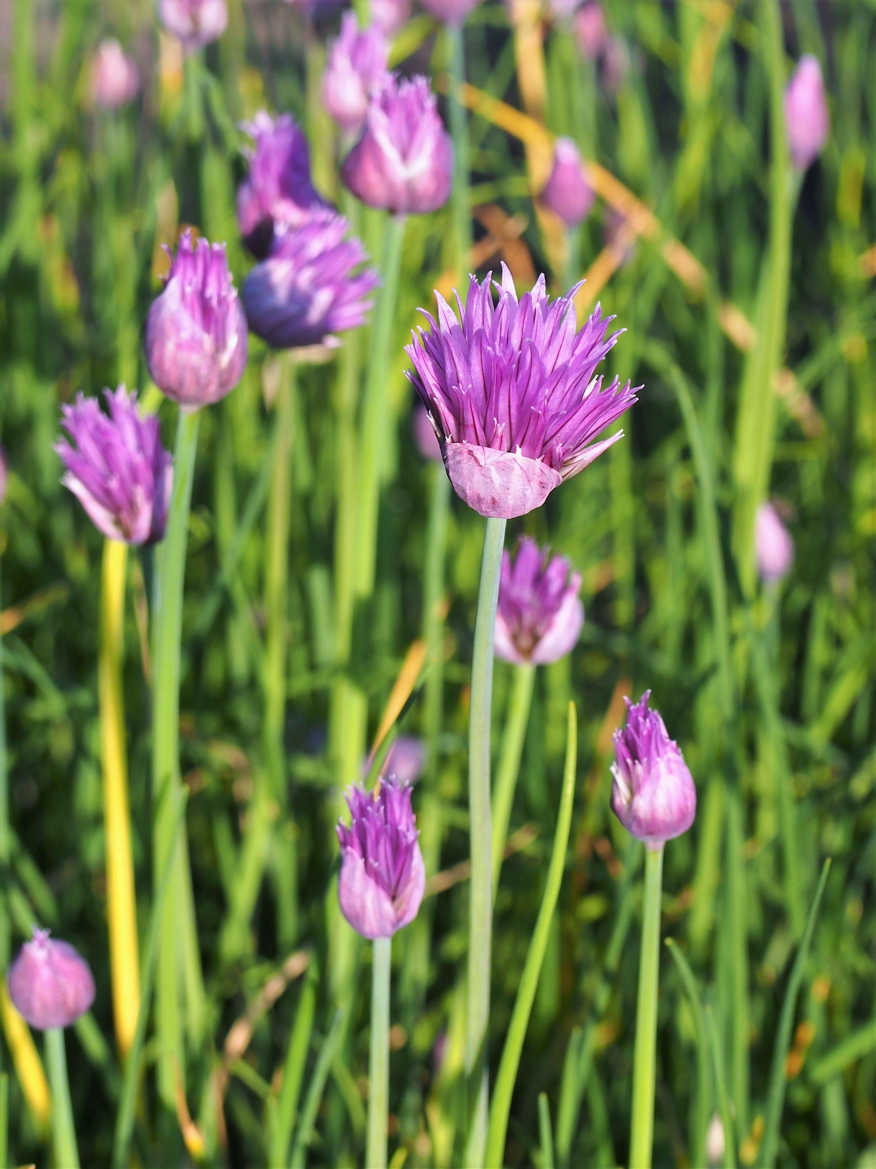 Image of wild chives