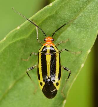 Image of Poecilocapsus