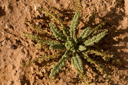 Image of scorpionweed