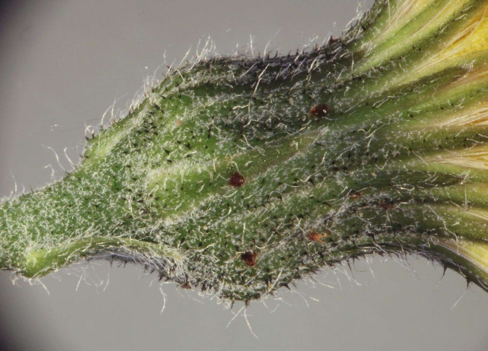 Image of Hieracium bifidum Kit.