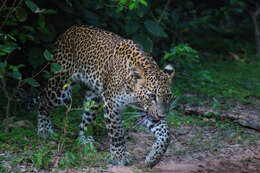 Image of Leopard