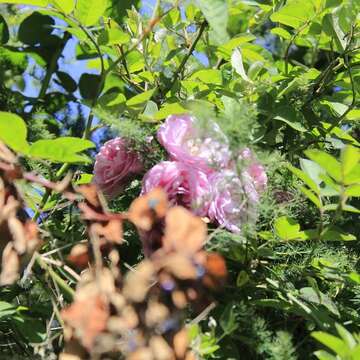 Image of damask rose