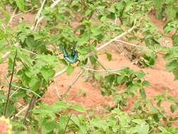 Image of Common Banded Peacock