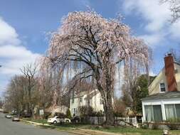 صورة Prunus spachiana (Lavallee ex H. Otto) Kitamura