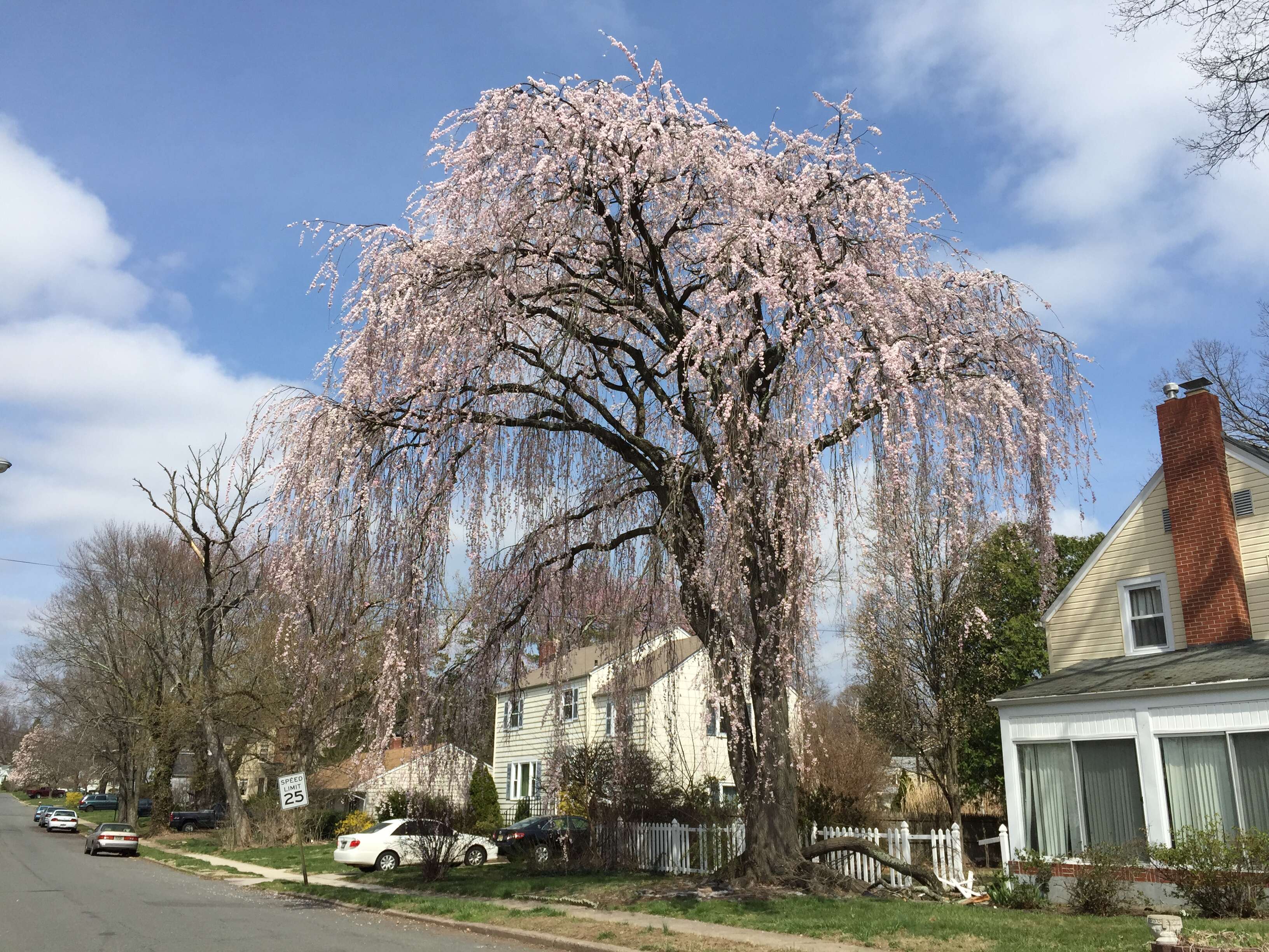 صورة Prunus spachiana (Lavallee ex H. Otto) Kitamura