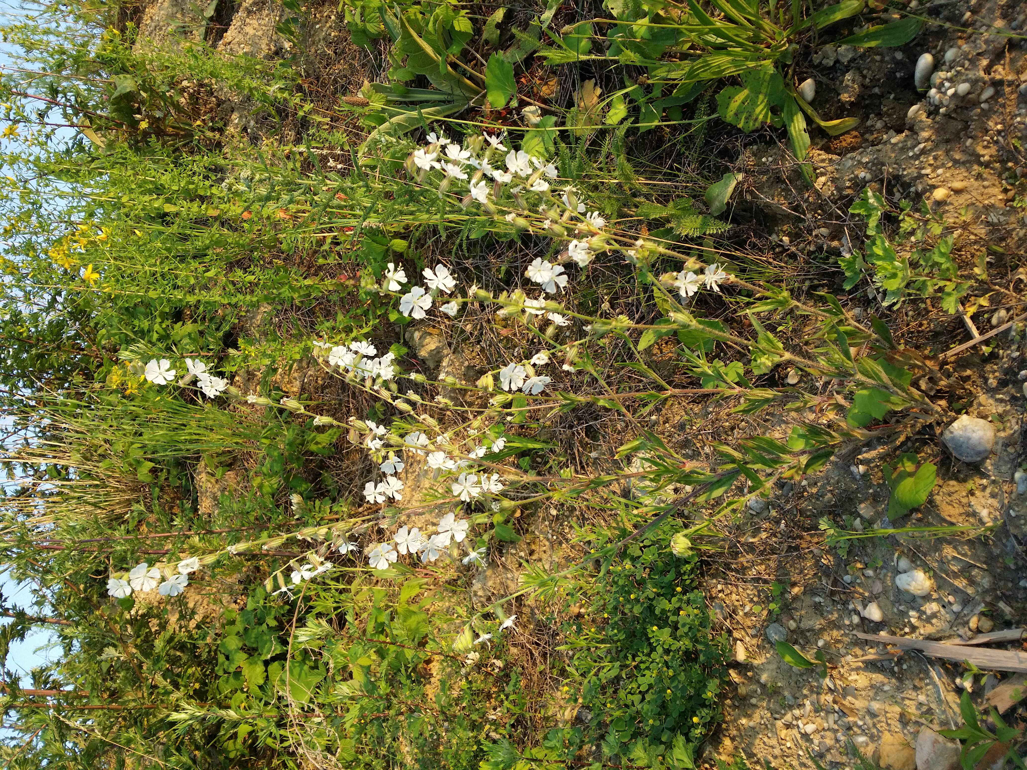 Слика од Silene dichotoma Ehrh.