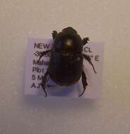 Image of black lawn beetle