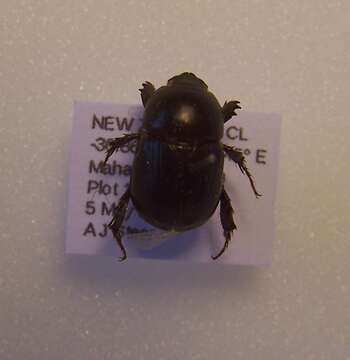 Image of black lawn beetle