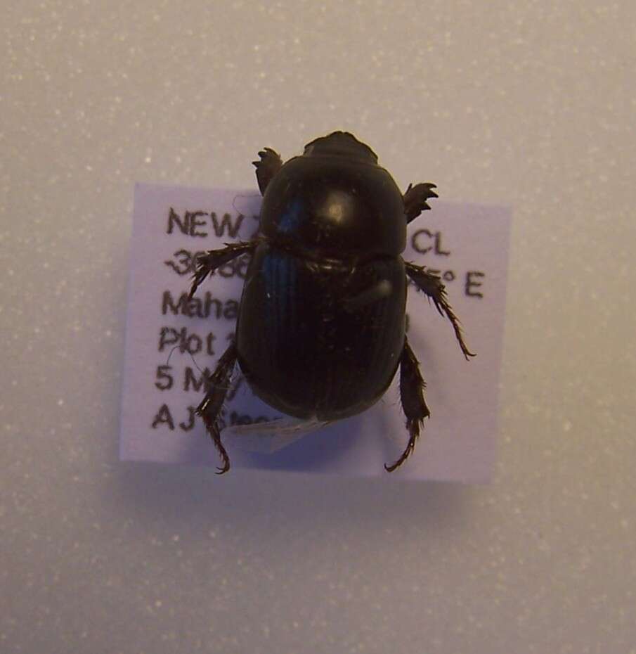 Image of black lawn beetle