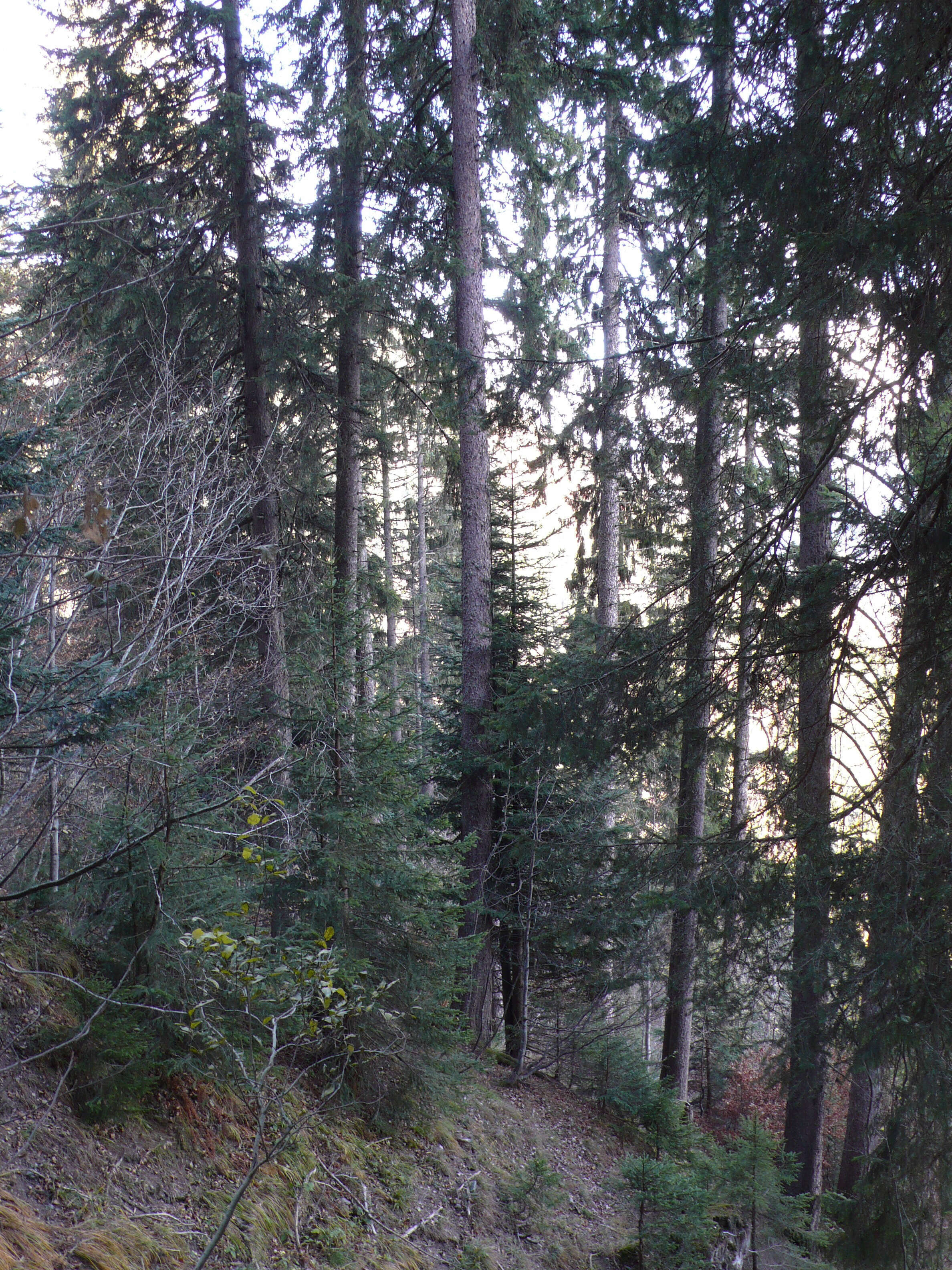 Image of Norway spruce