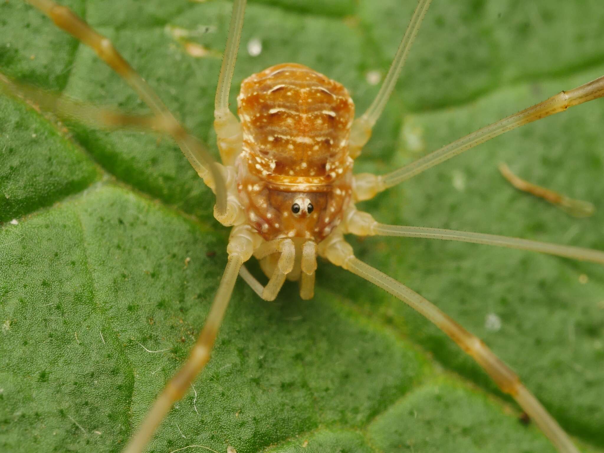 Image of Opilio canestrinii