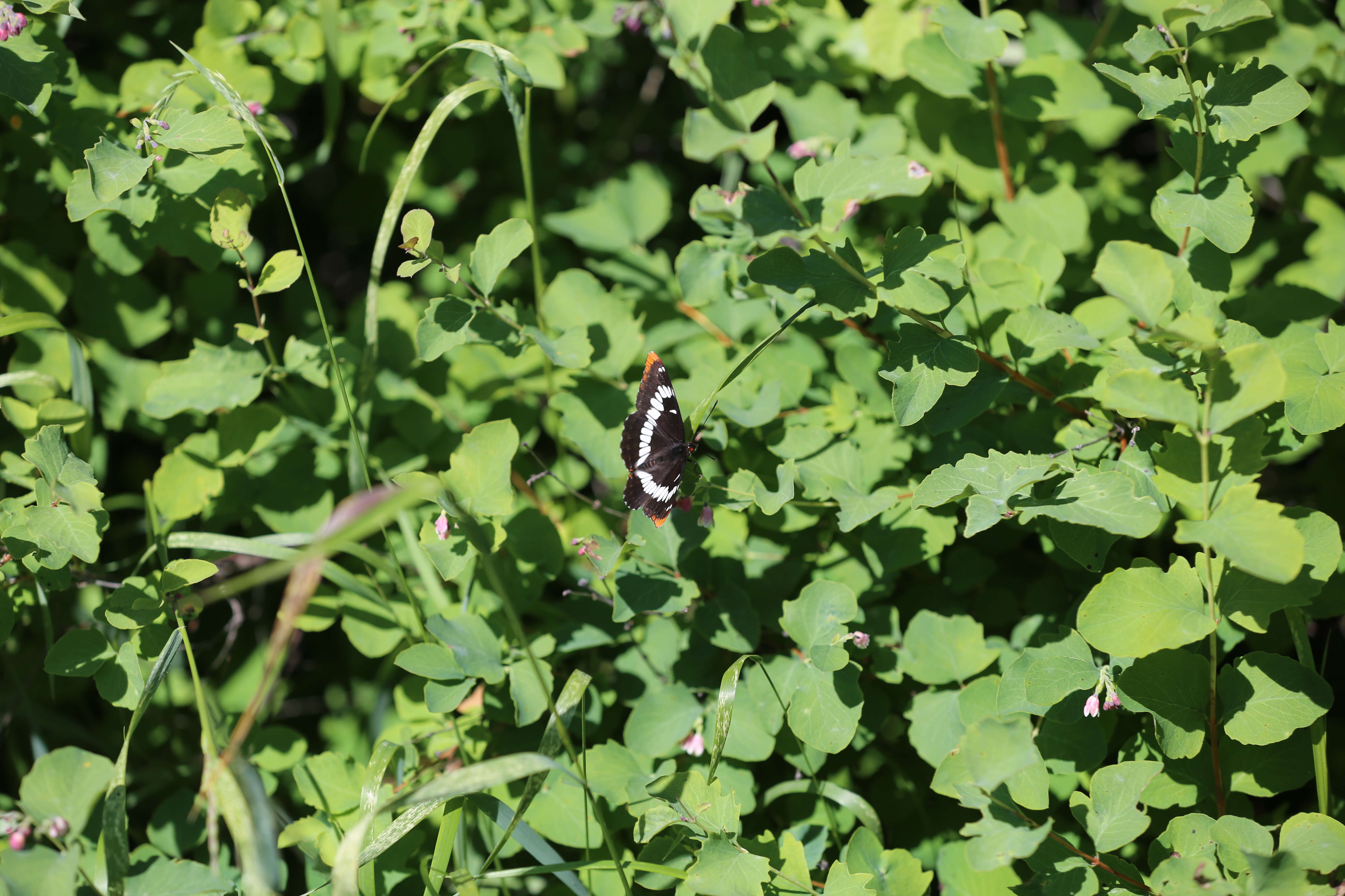 Image of Lorquin's Admiral