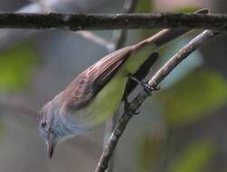 Image of Panama Flycatcher