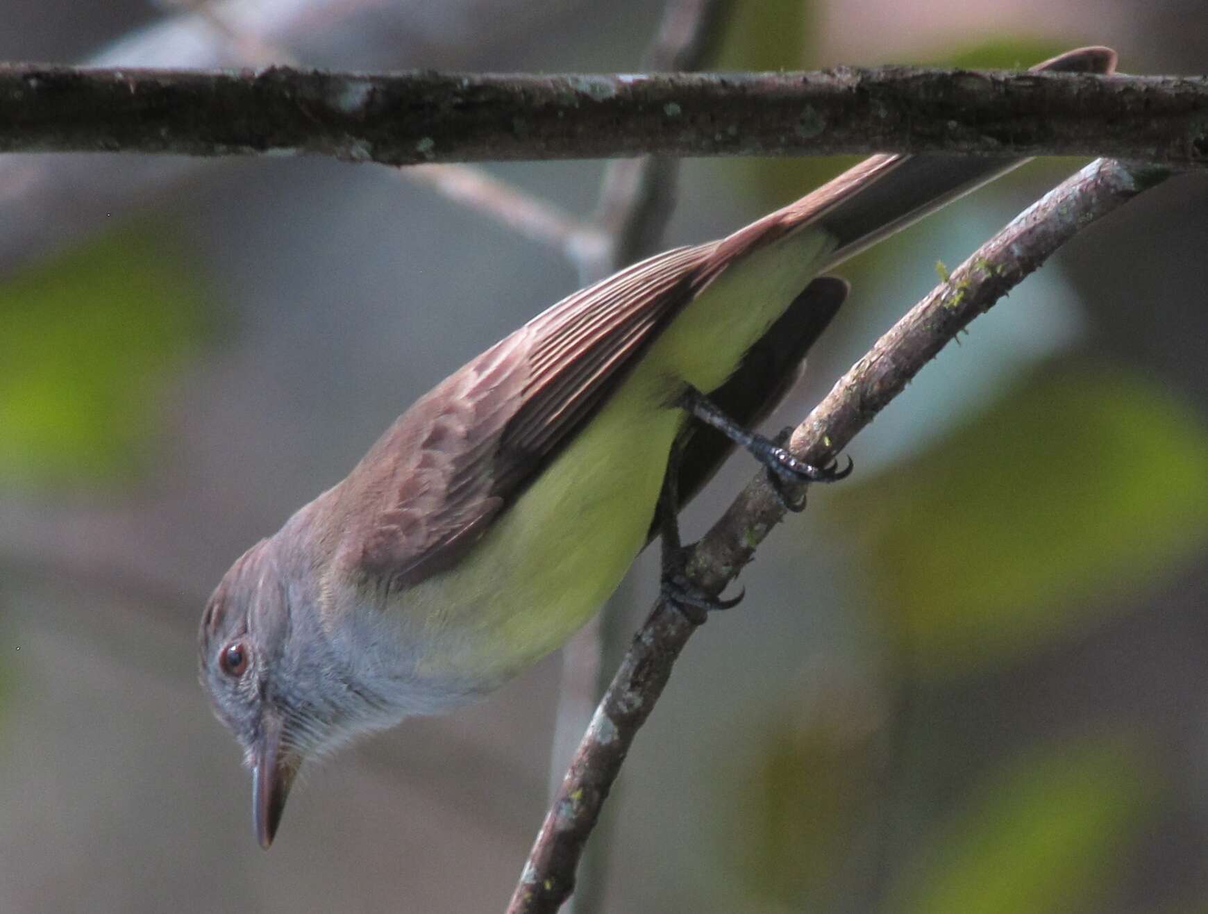 Image of Panama Flycatcher