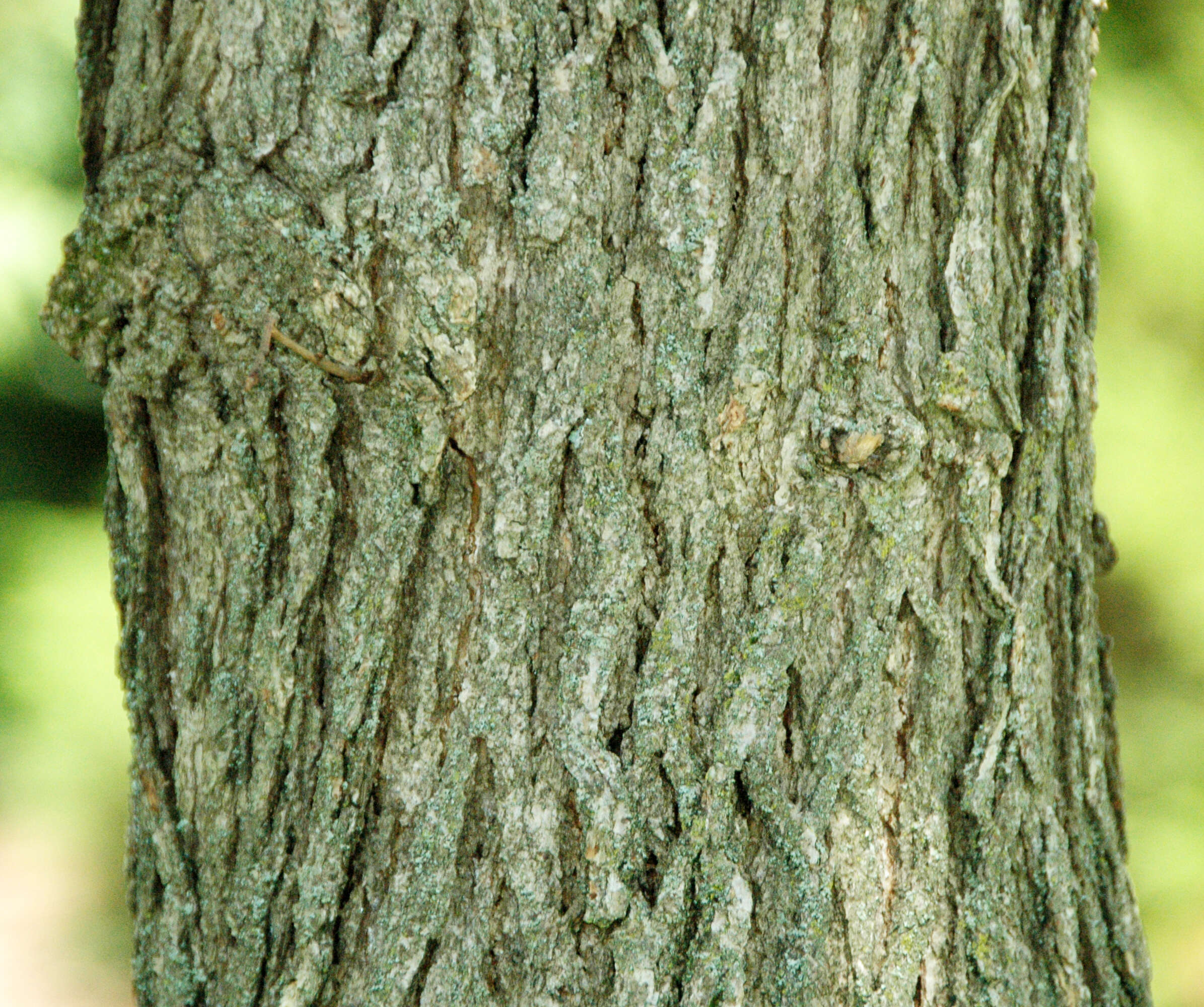 Image of oak