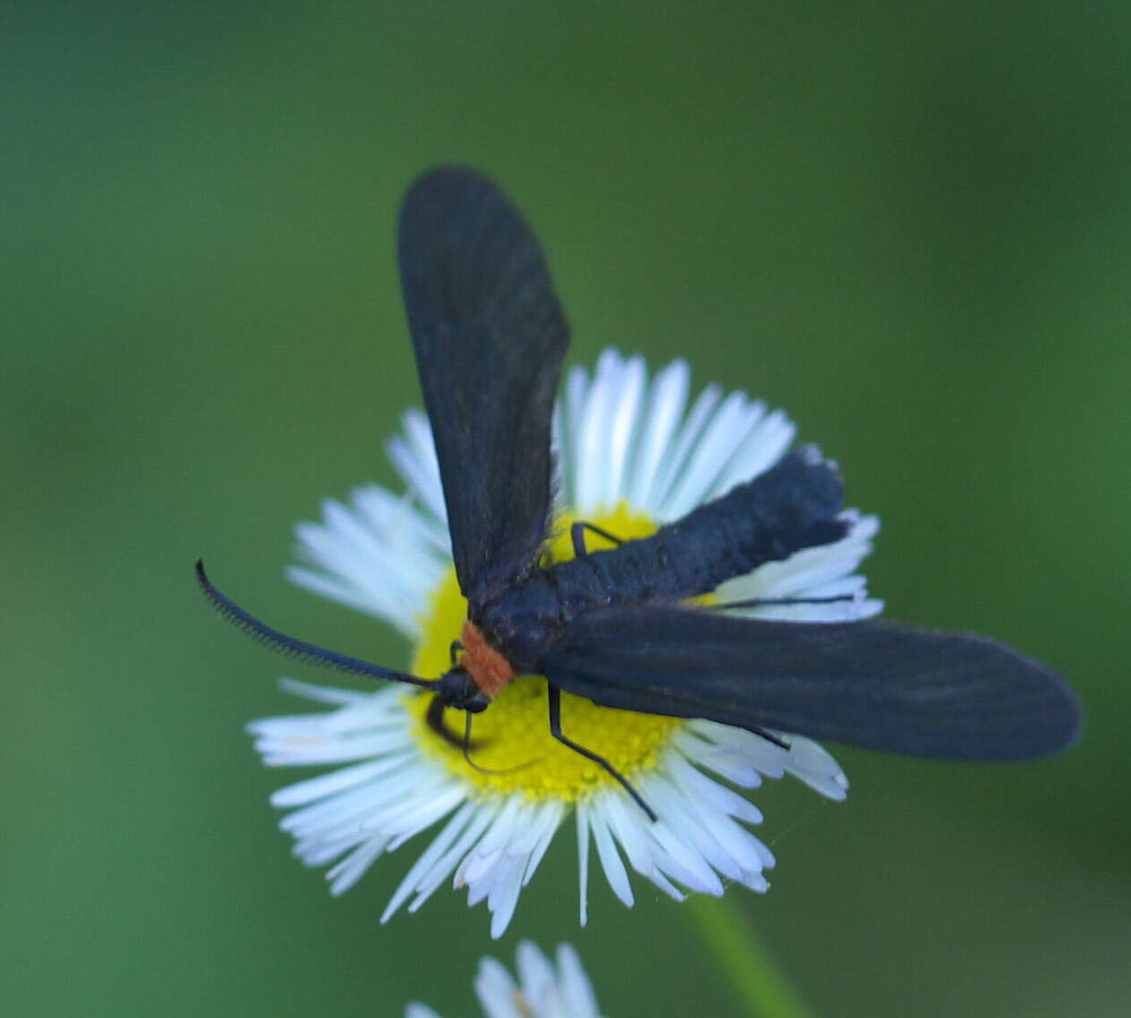 Image of Grapeleaf Skeletonizer