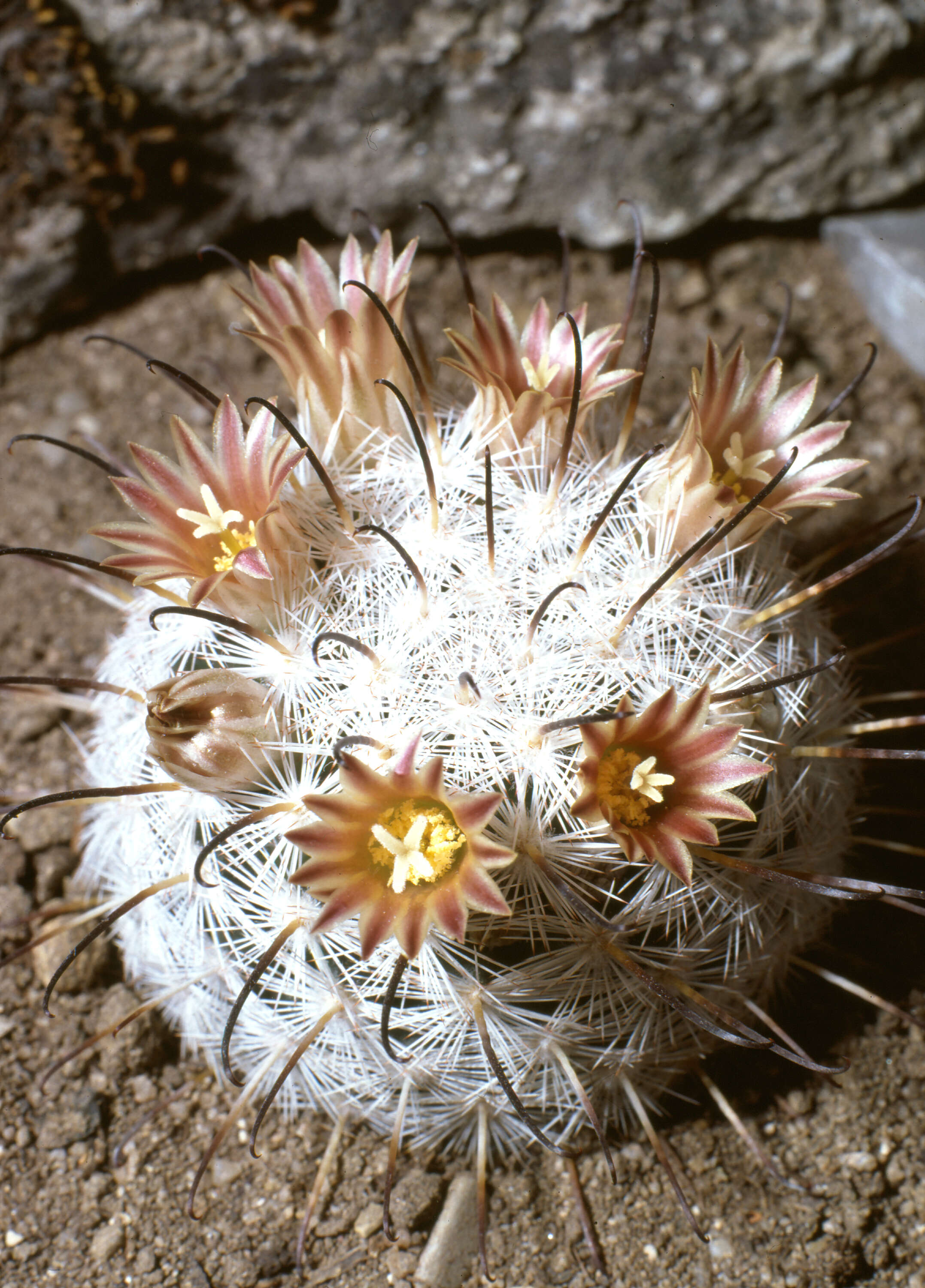 Image of Lace-spine Nipple Cactus