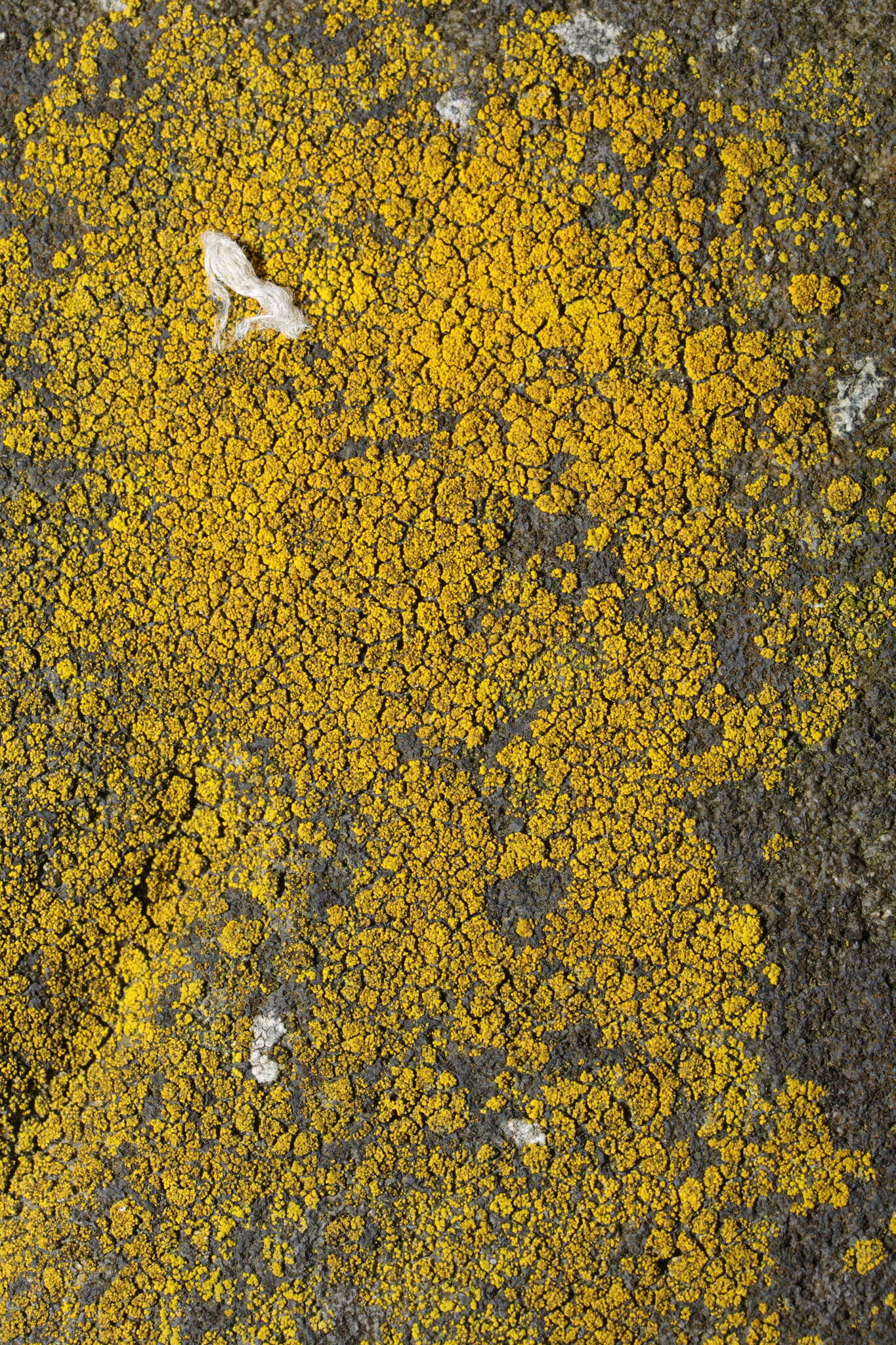 Image of eggyolk lichen