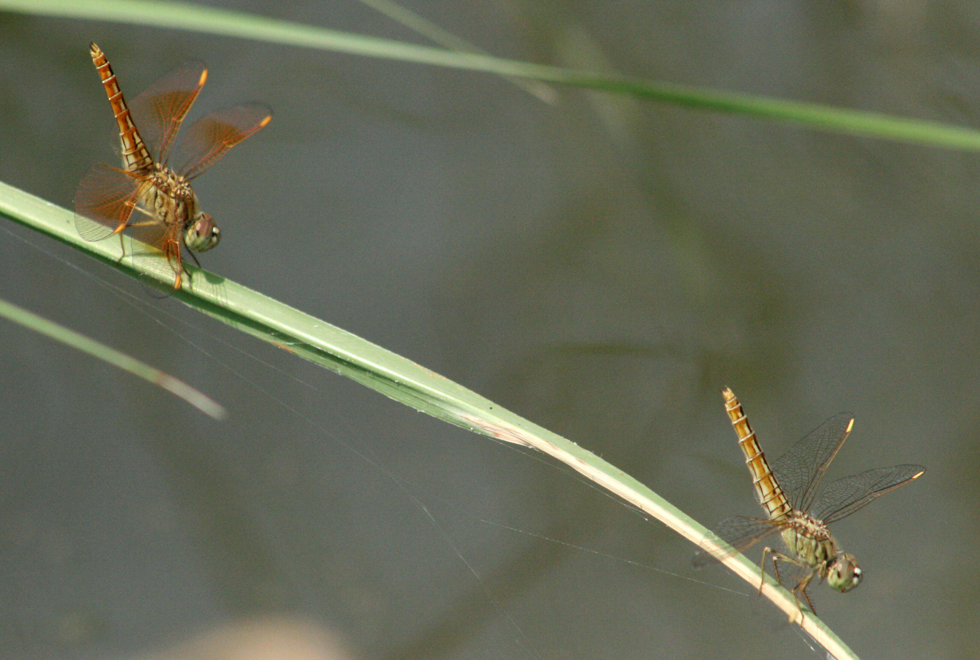 Image of Ditch Jewel