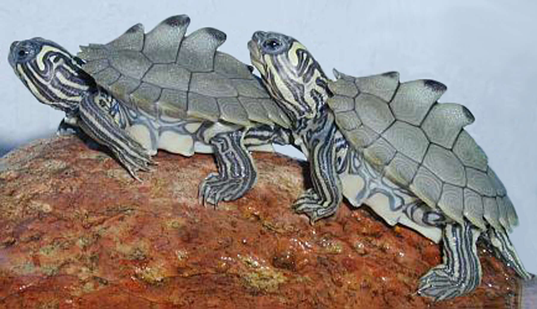 Image of Map Turtles