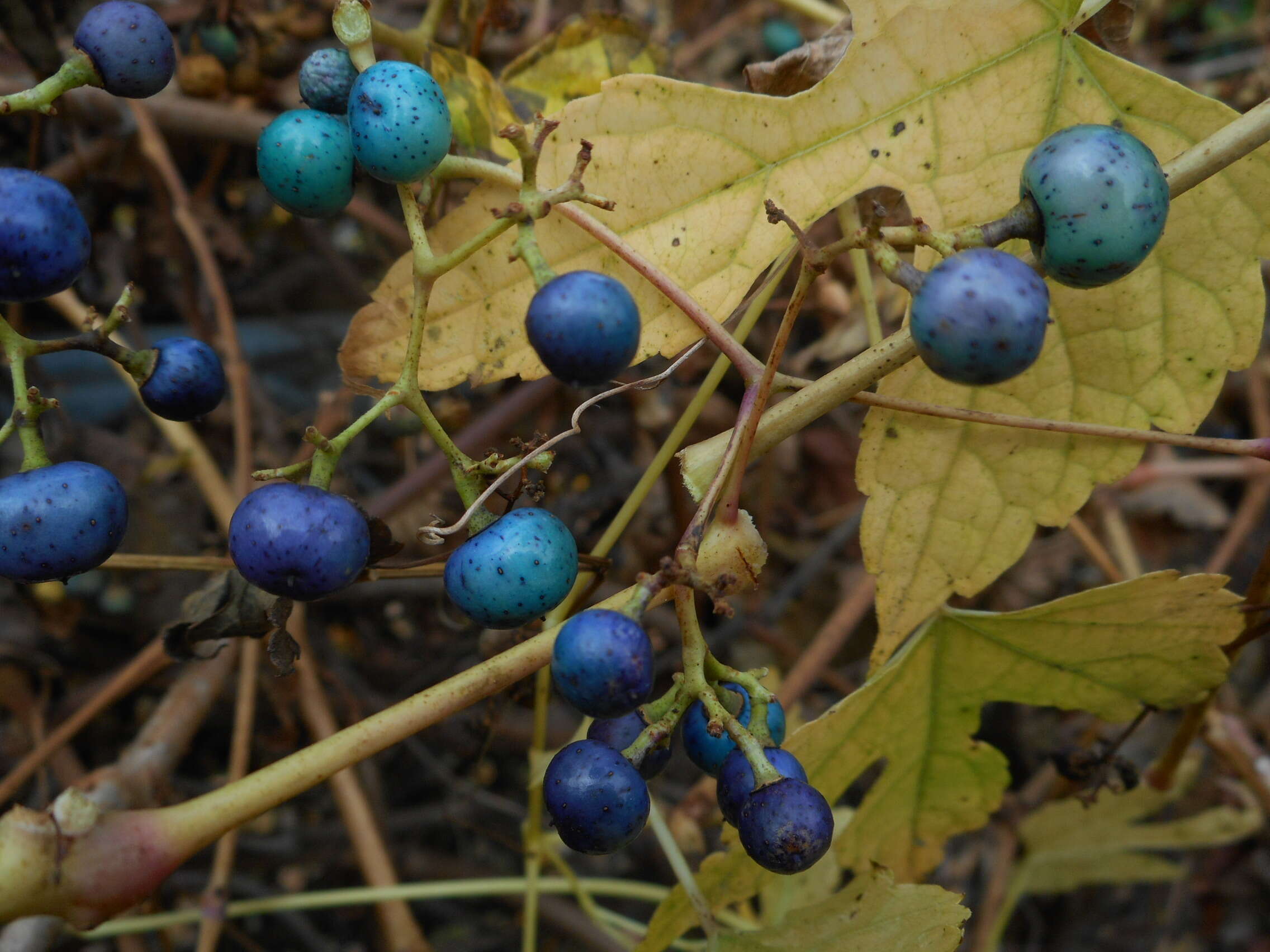 Image of Amur peppervine