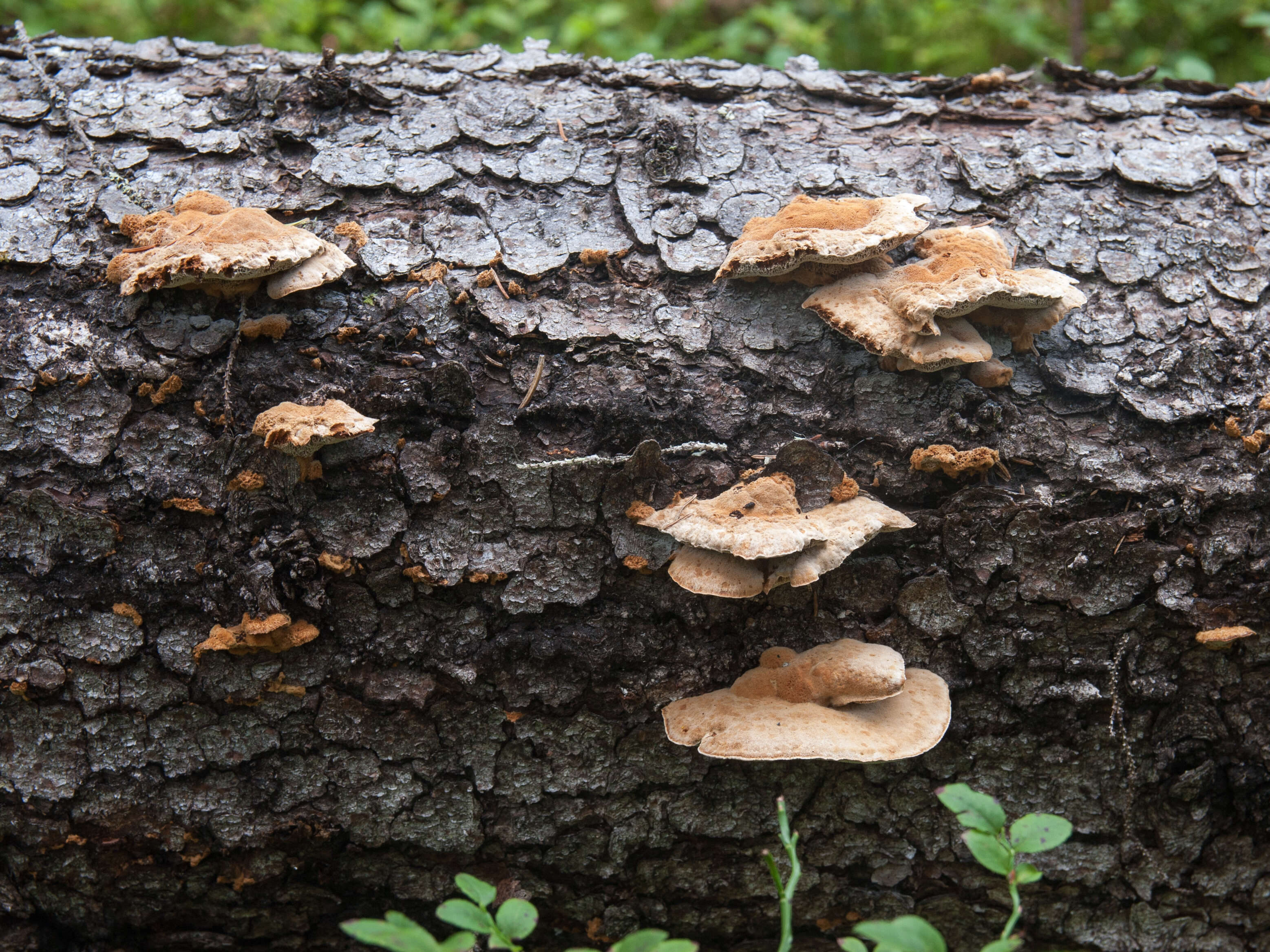 Image de Inonotus leporinus (Fr.) Gilb. & Ryvarden 1993