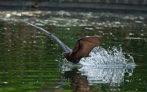 Image of Black Flying Fox